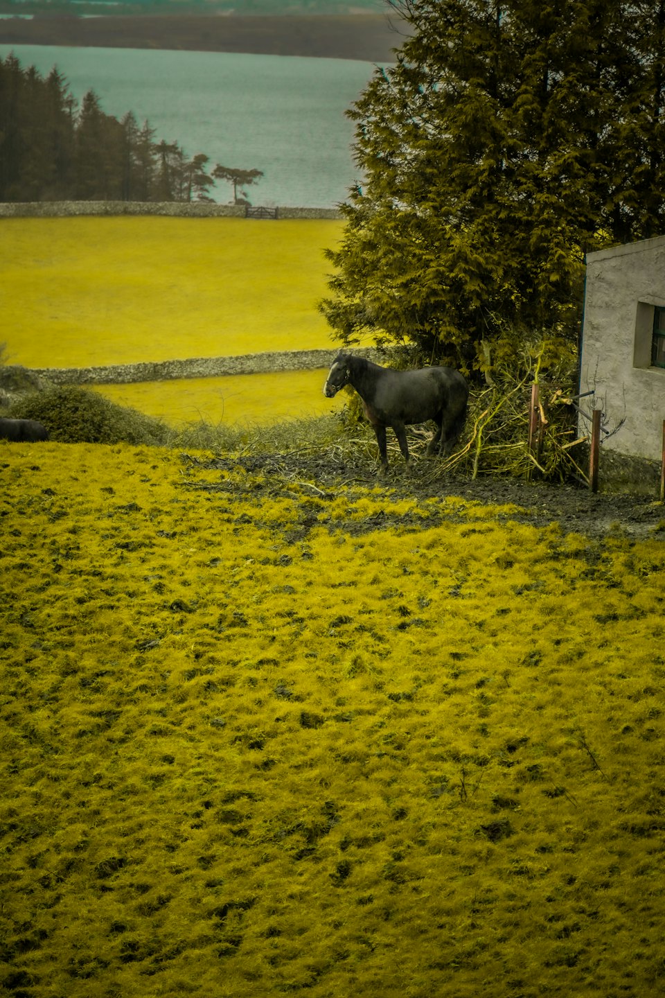 Černý kůň stojí na pastvině vedle stálezeleného stromu.